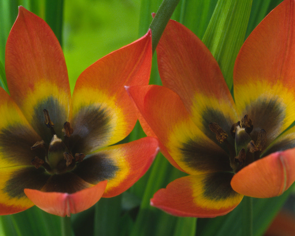 Tulip 'Little Princess'