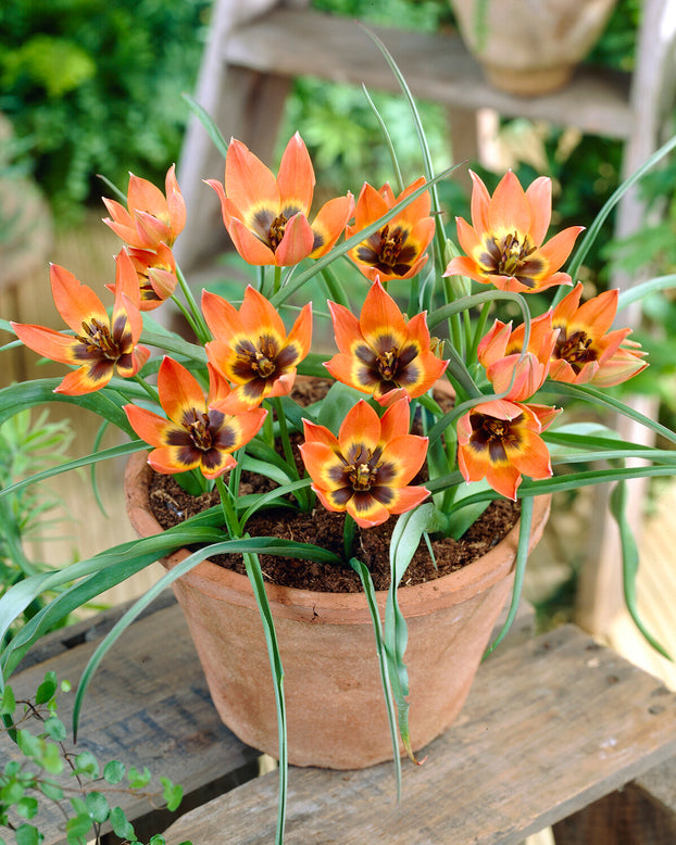 Tulip 'Little Princess'