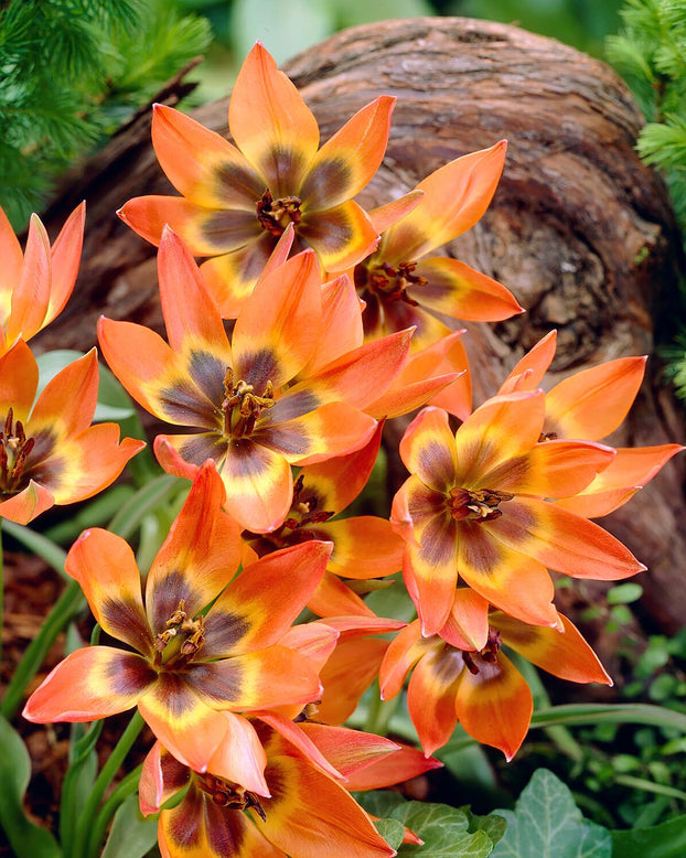 Tulip 'Little Princess'