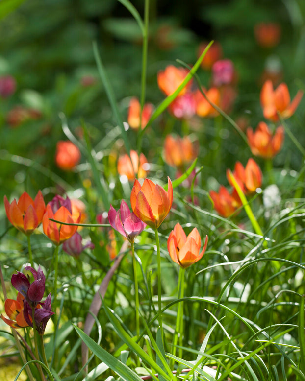 Tulip 'Little Princess'