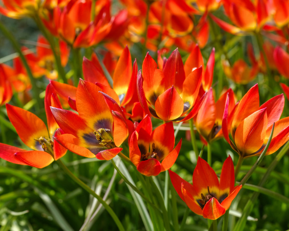 Tulip 'Little Princess'