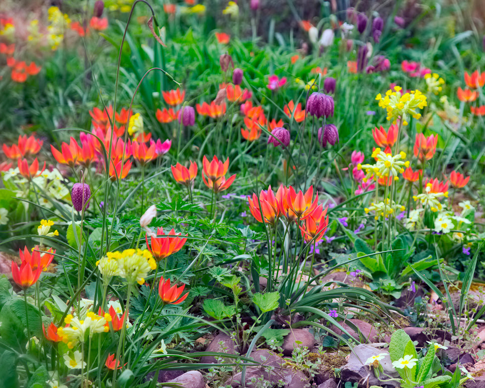 Tulip 'Little Princess'