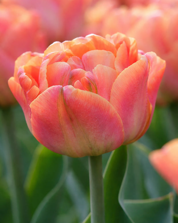 Tulip 'Lorenzo'
