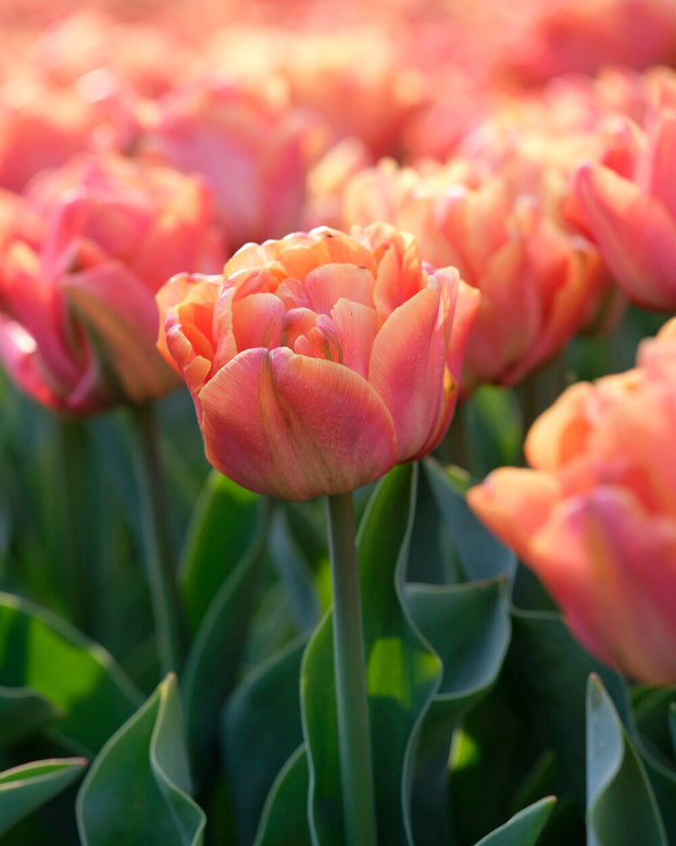 Tulip 'Lorenzo'