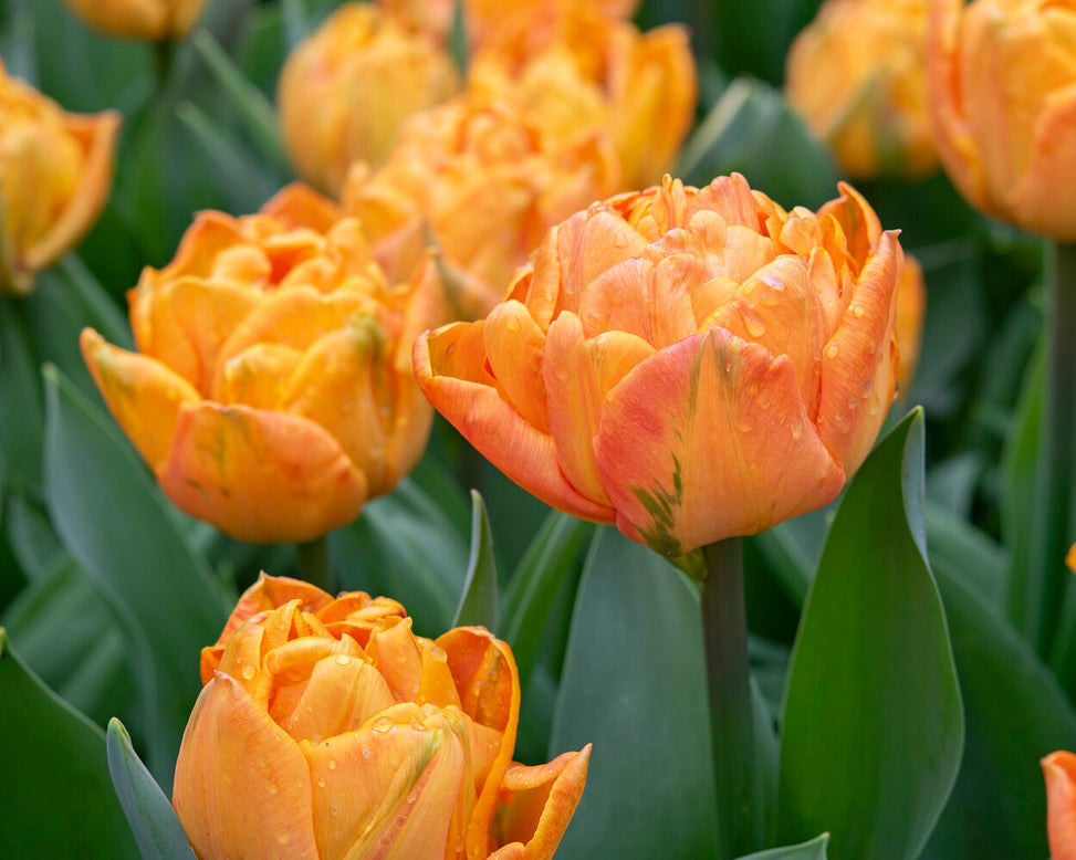Tulip 'Lorenzo'