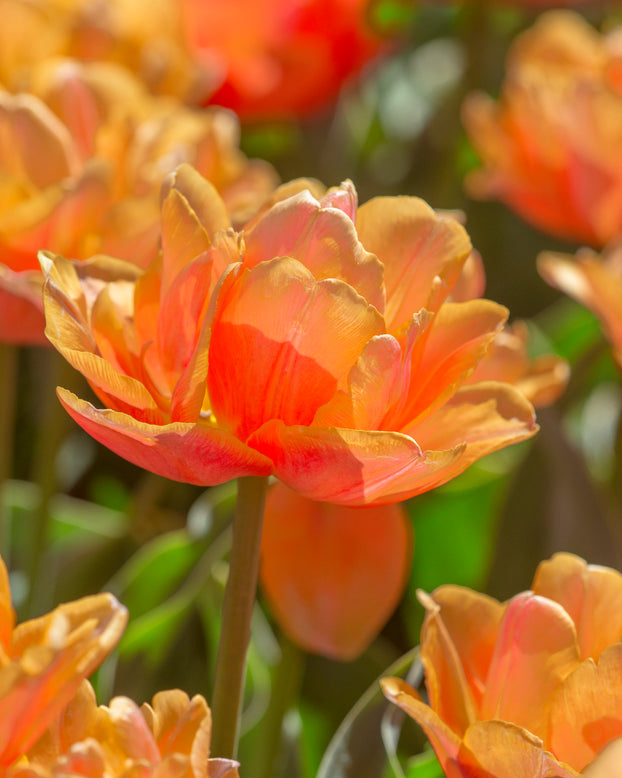 Tulip 'Lorenzo'
