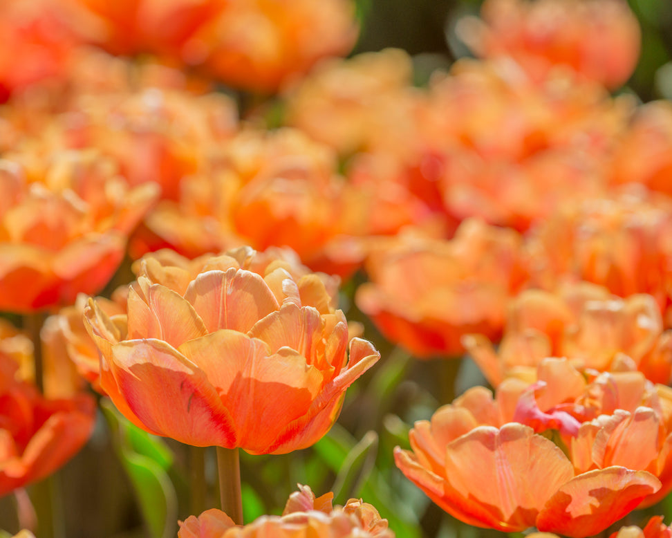 Tulip 'Lorenzo'