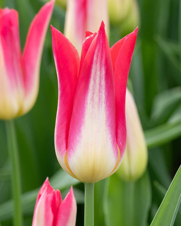 Tulip 'Love Story'