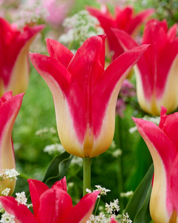 Tulip 'Love Story'