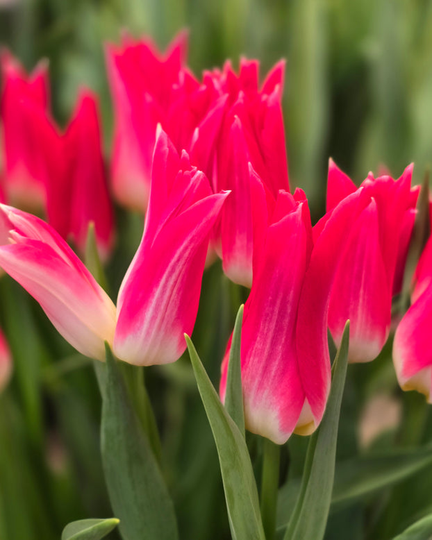 Tulip 'Love Story'