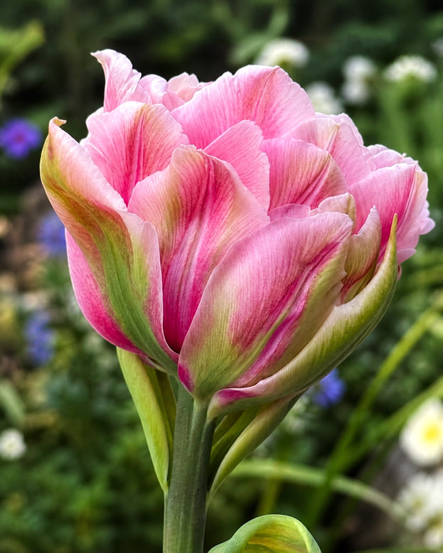 Tulip 'Magic Sensation'