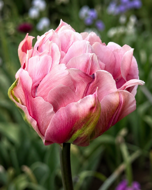 Tulip 'Magic Sensation'
