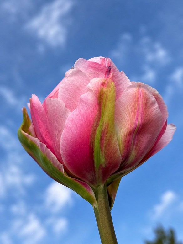 Tulip 'Magic Sensation'