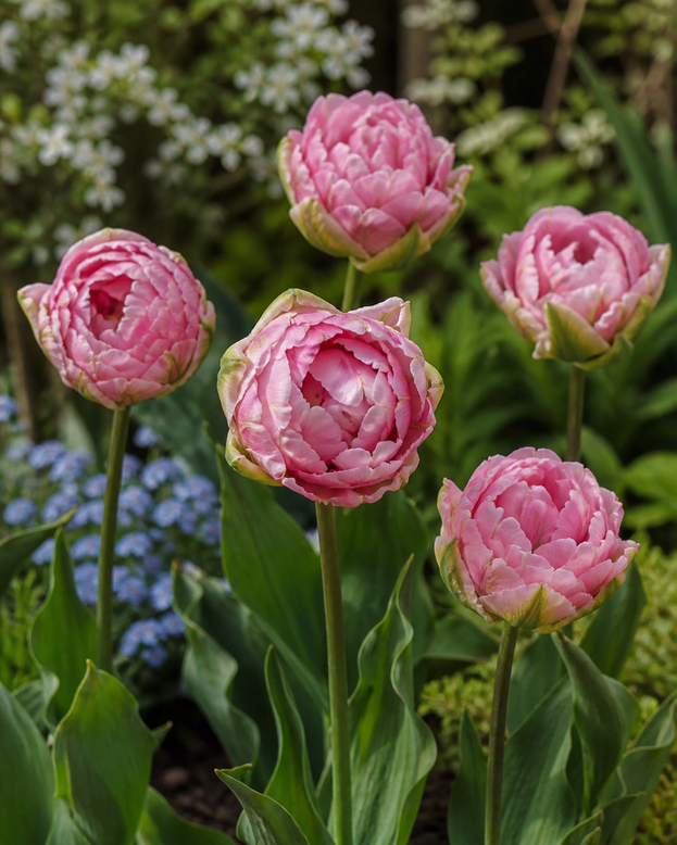 Tulip 'Magic Sensation'