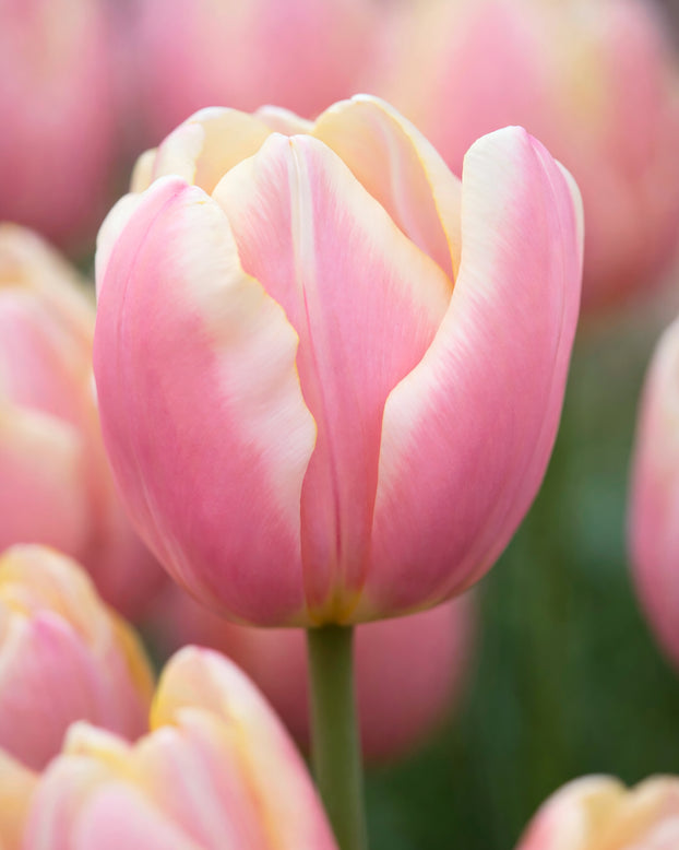 Tulip 'Mango Charm'