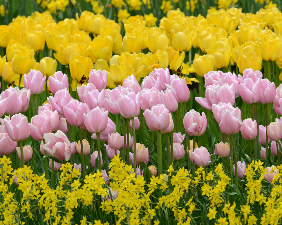 Tulip 'Mango Charm'