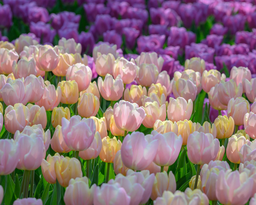 Tulip 'Mango Charm'