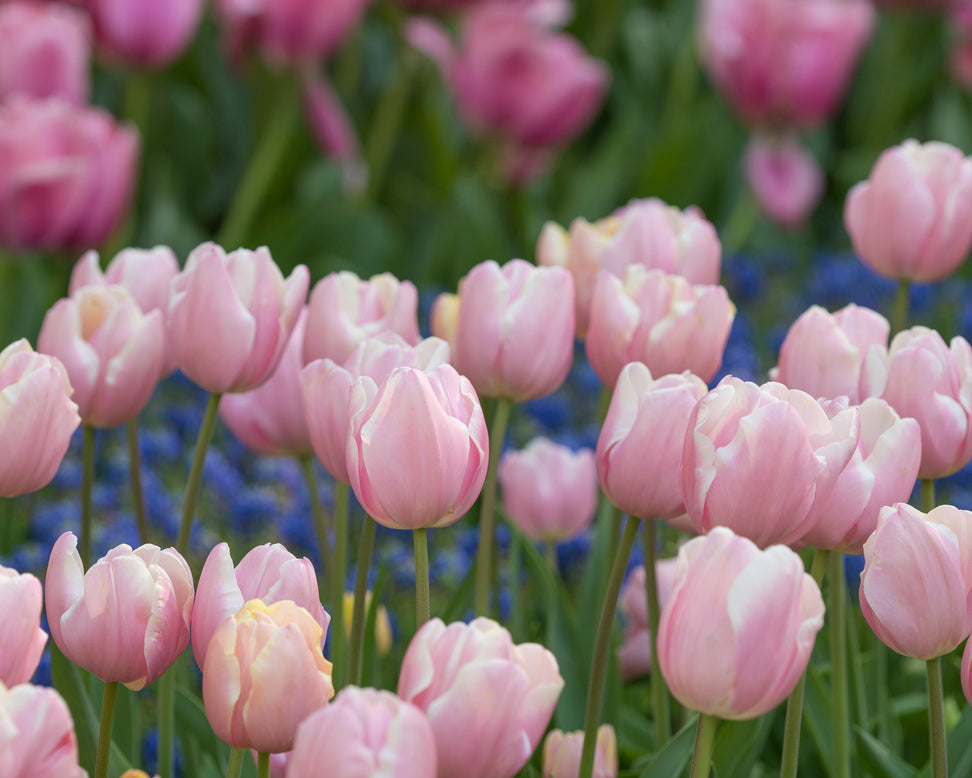 Tulip 'Mango Charm'
