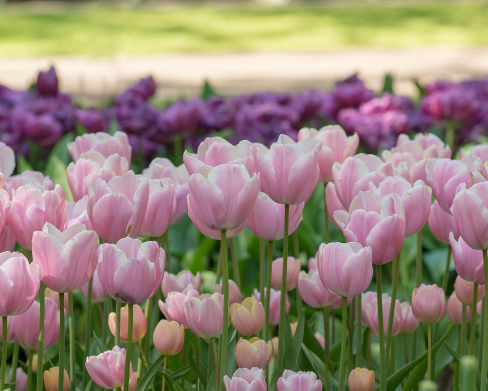 Tulip 'Mango Charm'