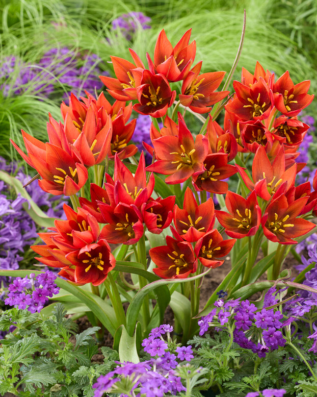 Tulip 'Mara'