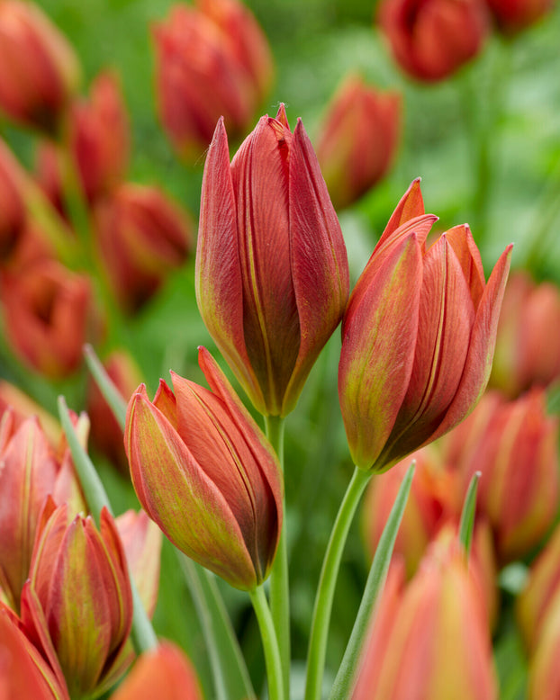 Tulip 'Mara'