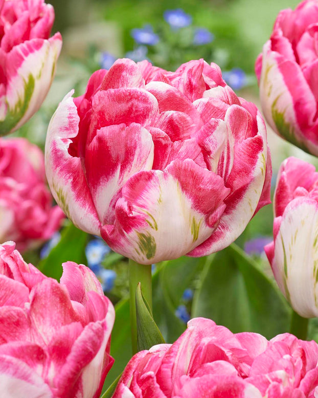 Tulip 'Marshmallow'