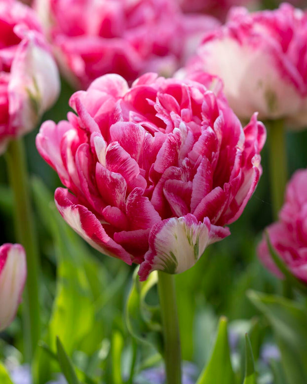 Tulip 'Marshmallow'