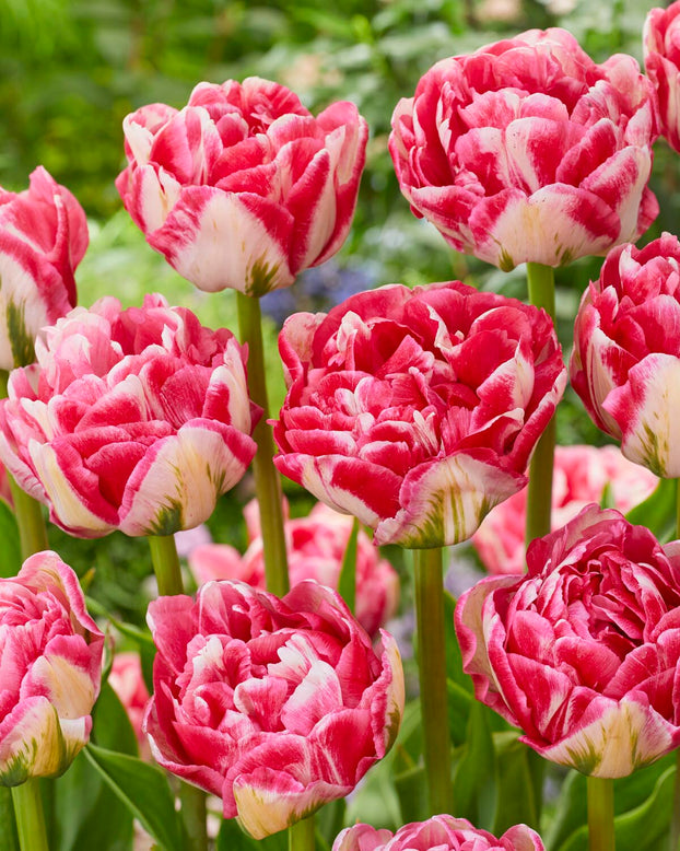 Tulip 'Marshmallow'