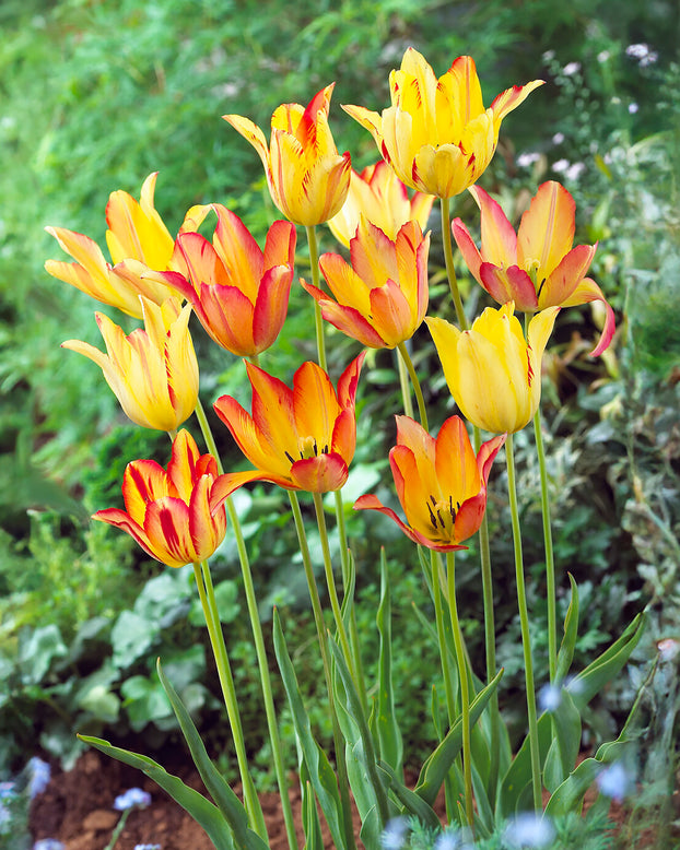 Tulip mauritiana 'Cindy'