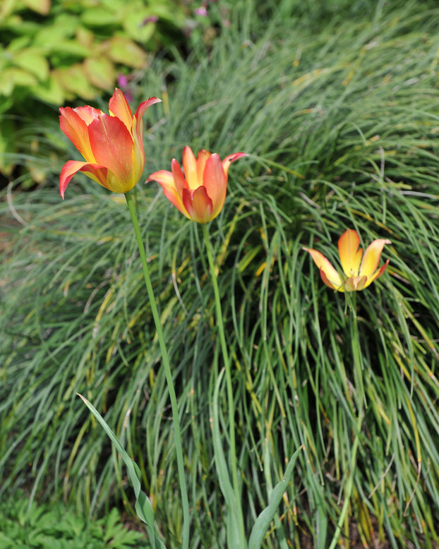 Tulip mauritiana 'Cindy'