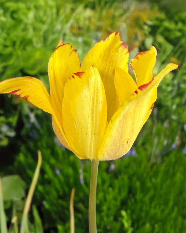 Tulip mauritiana 'Cindy'