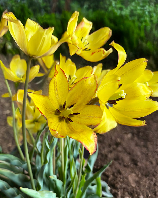 Tulip mauritiana 'Cindy'