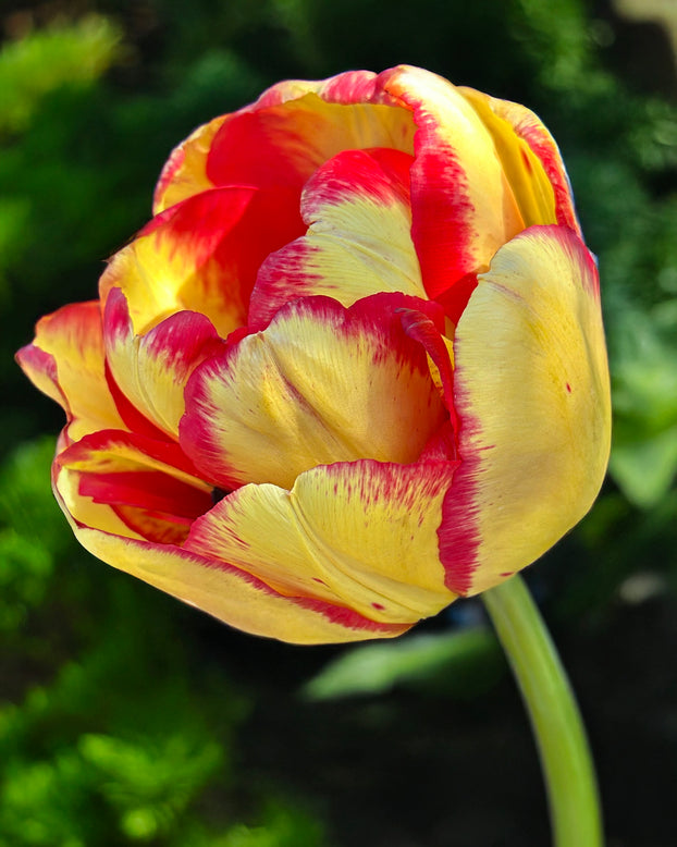 Tulip 'Mayfair'