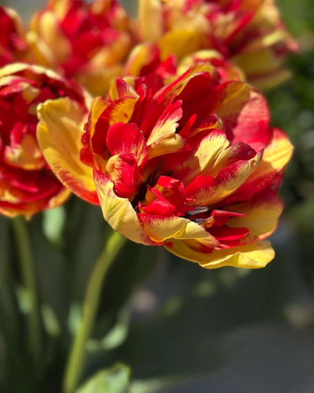 Tulip 'Mayfair'