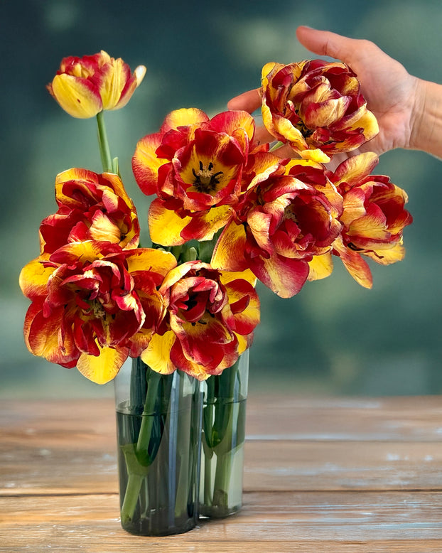 Tulip 'Mayfair'