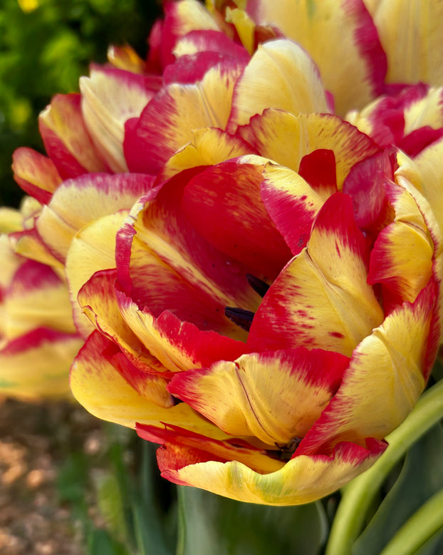 Tulip 'Mayfair'
