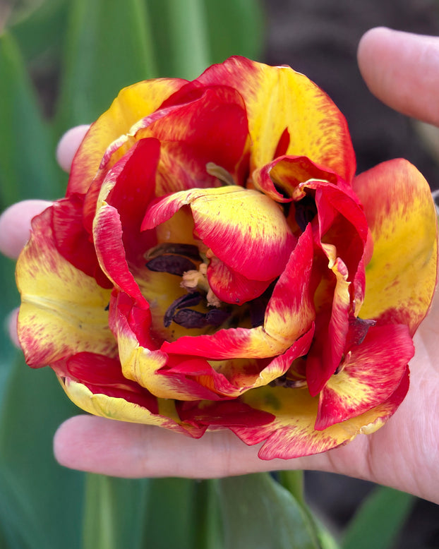 Tulip 'Mayfair'