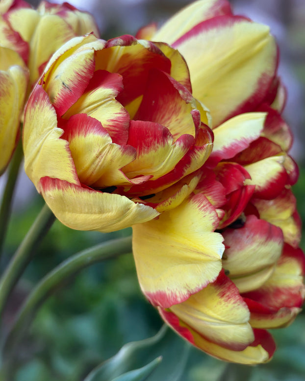 Tulip 'Mayfair'