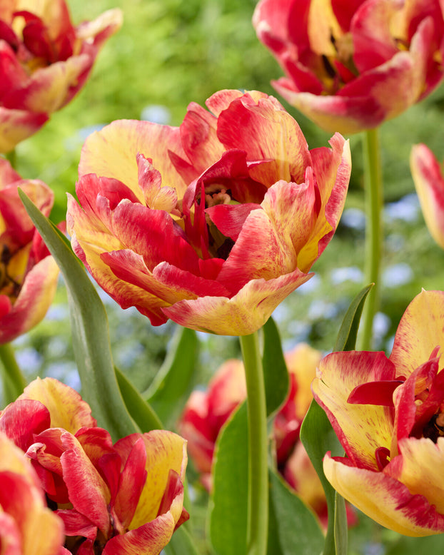 Tulip 'Mayfair'