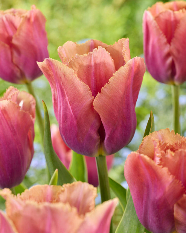 Tulip 'Mocha Ruffle'