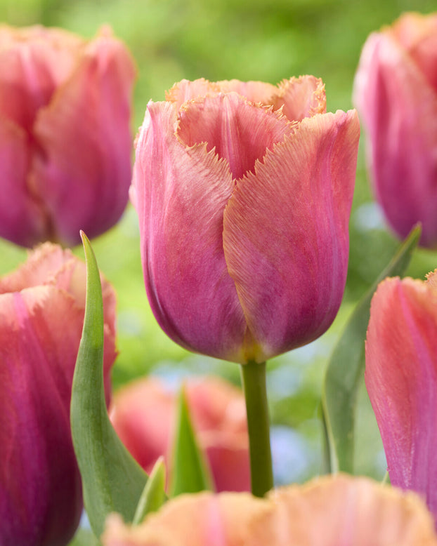 Tulip 'Mocha Ruffle'
