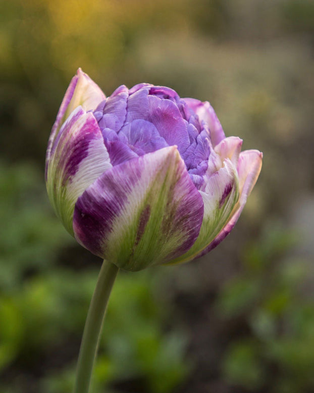 Tulip 'Moon Mist'