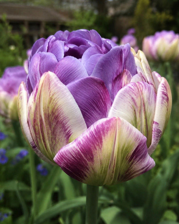 Tulip 'Moon Mist'
