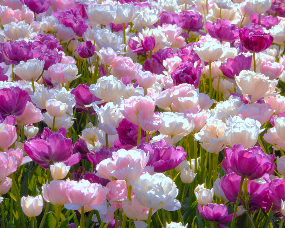 Tulip 'Mount Tacoma'