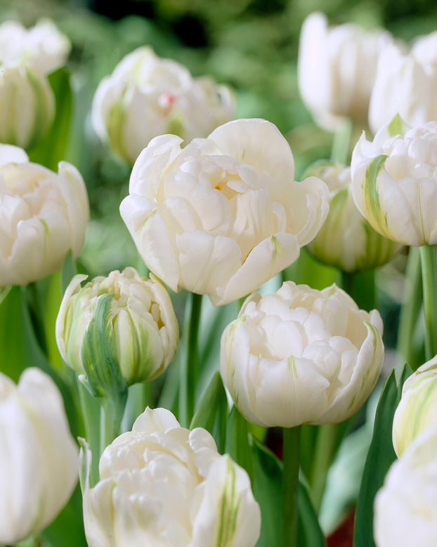 Tulip 'Mount Tacoma'