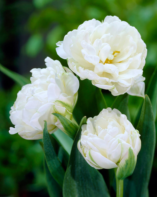 Tulip 'Mount Tacoma'