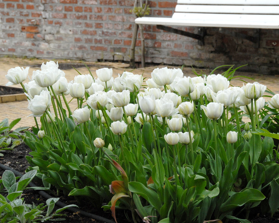 Tulip 'Mount Tacoma'