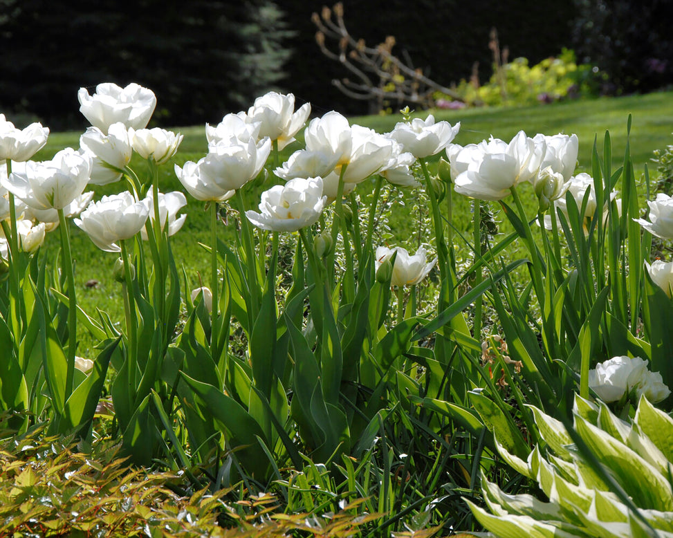 Tulip 'Mount Tacoma'