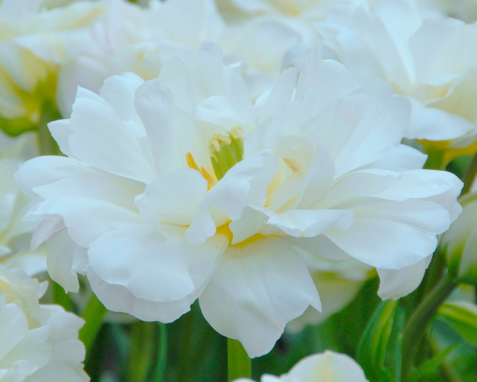 Tulip 'Mount Tacoma'