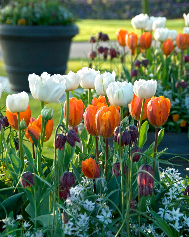 Tulip 'Mount Tacoma'
